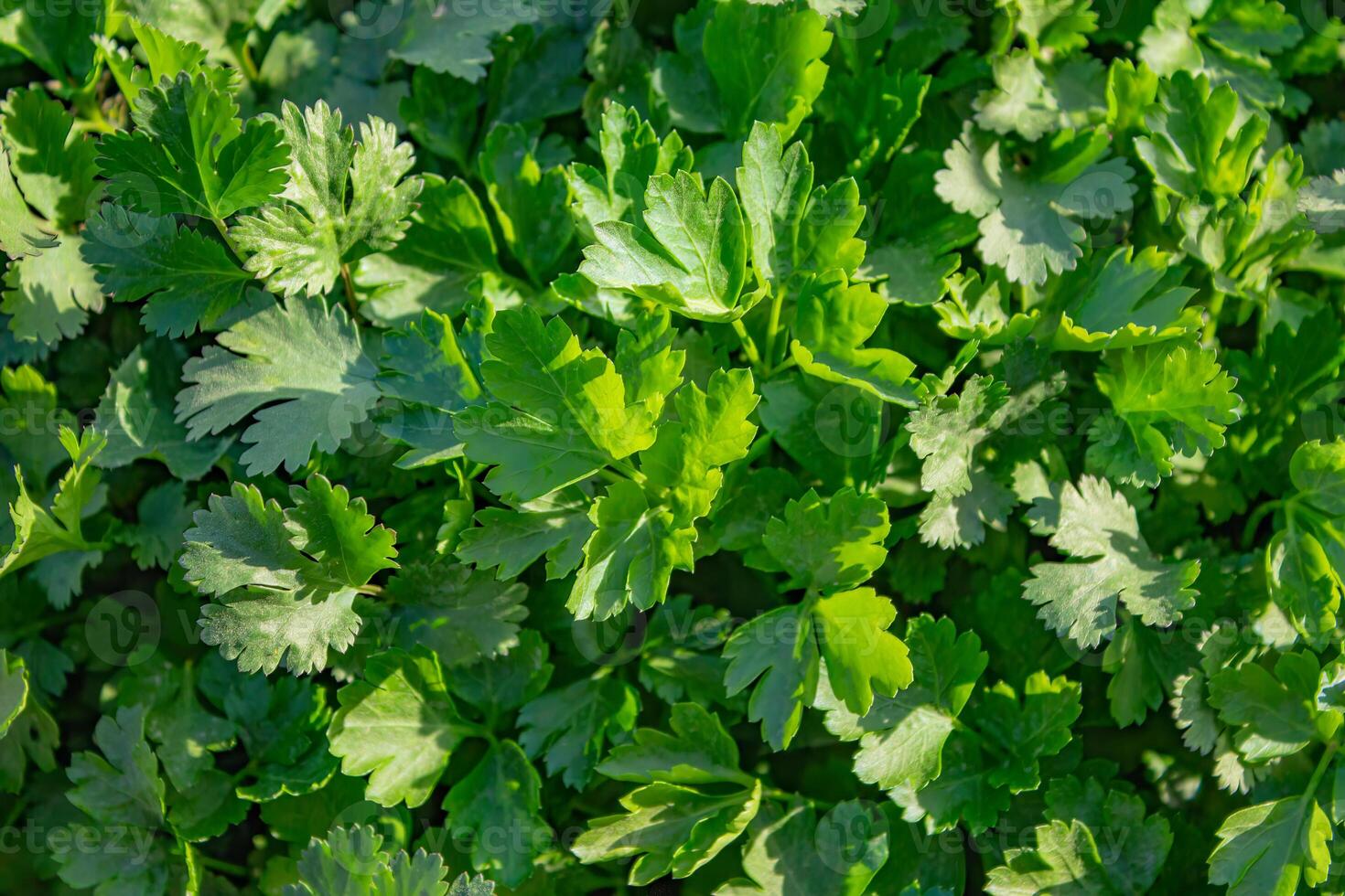 persil et coriandre grandir ensemble dans le jardin pour une en bonne santé régime photo