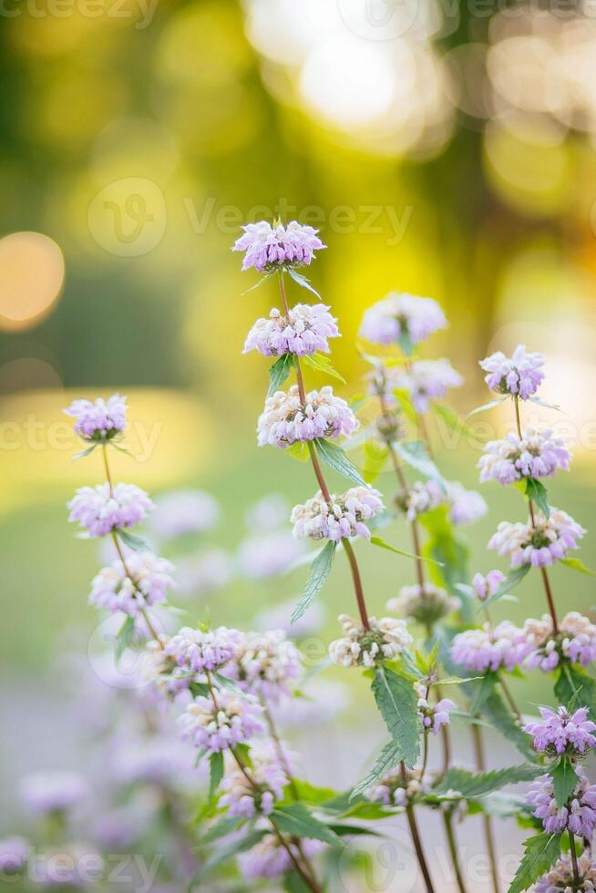 violet fleurs dans le jardin. la nature Contexte. doux se concentrer. photo
