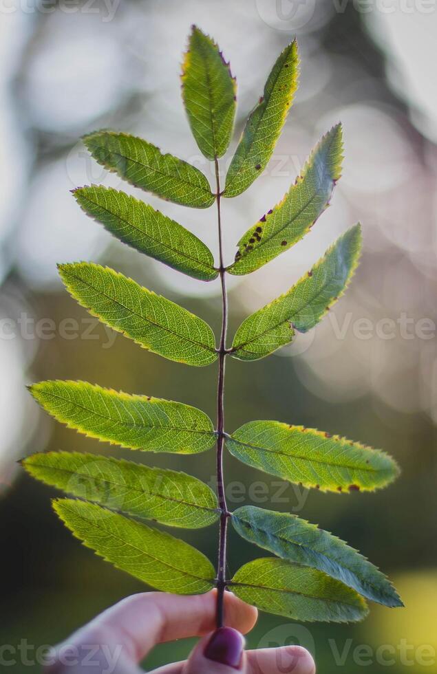 femelle main détient une branche de une sorbier des oiseleurs arbre avec vert feuilles. photo