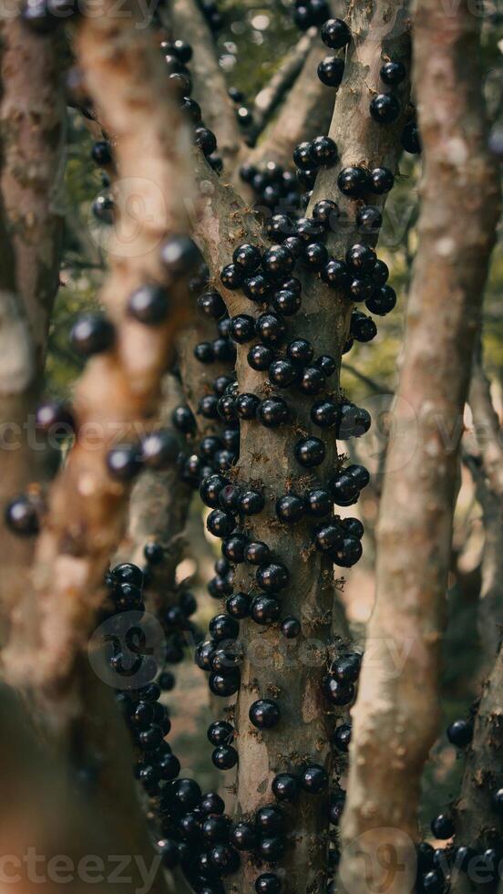 proche en haut de noir baies sur le branches de une baie arbre photo