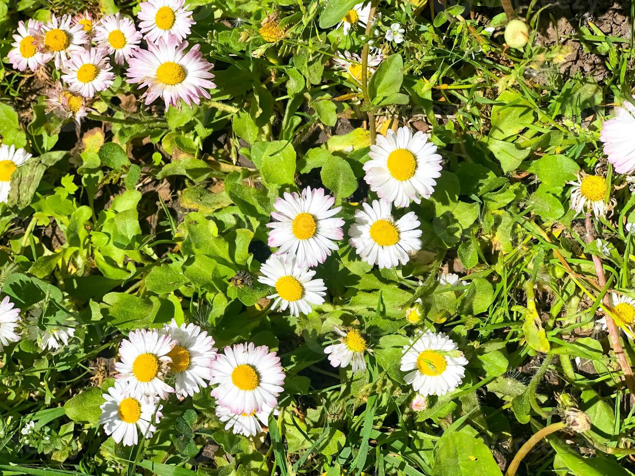 été paysage, la nature dans été photo