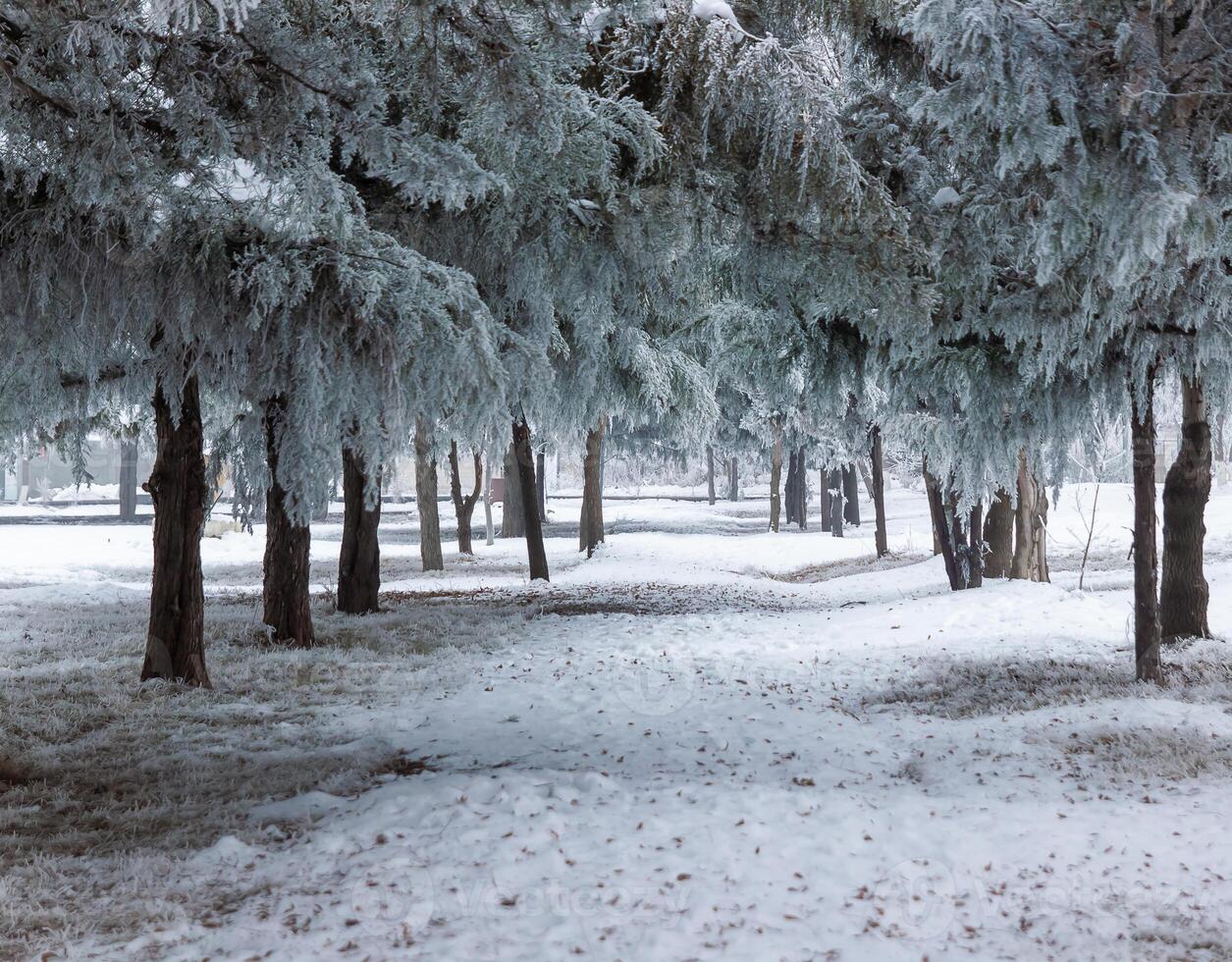 brumeux paysage avec neige, neige couvert des arbres, du froid hiver paysage photo