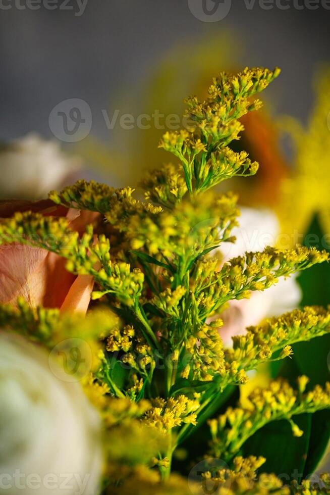 proche en haut de plante avec Jaune fleurs photo