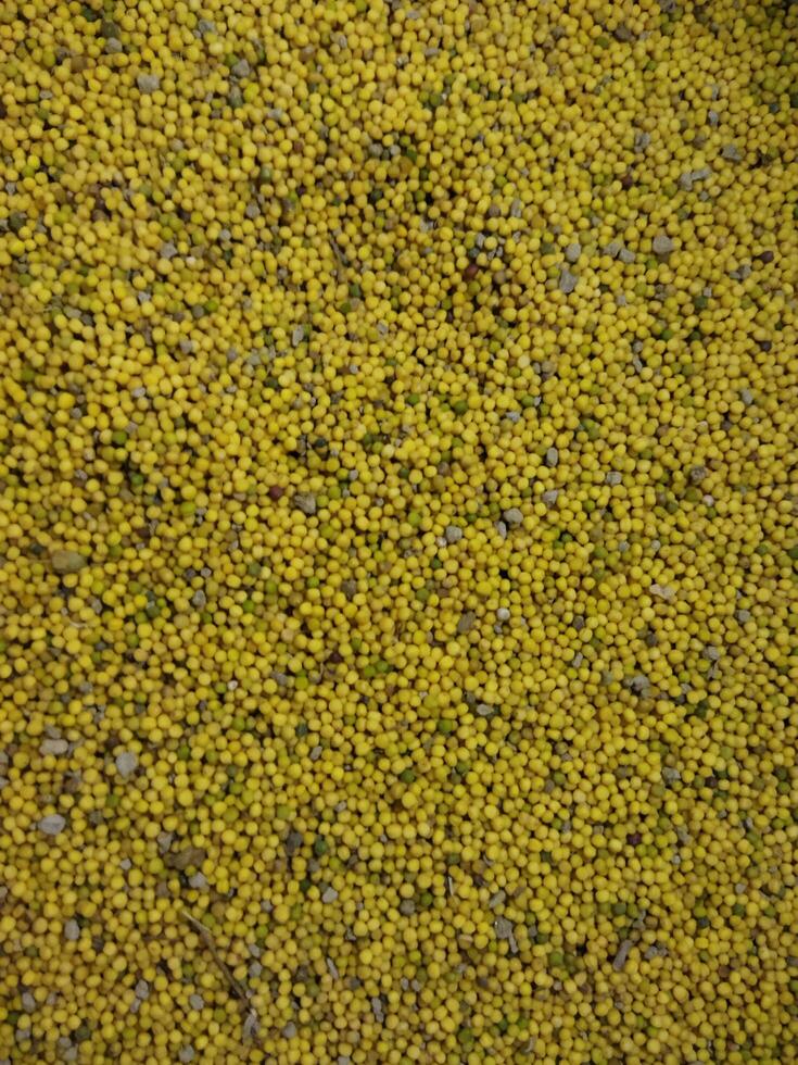 une proche en haut de une Jaune champ de moutarde des graines photo