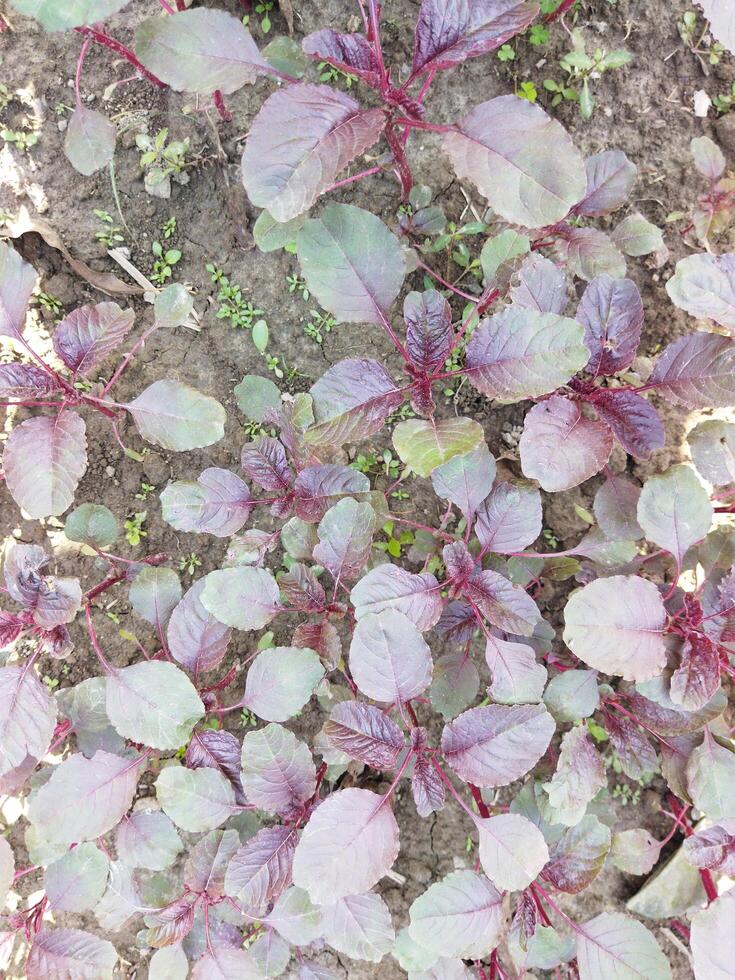une champ de violet les plantes croissance dans le saleté photo