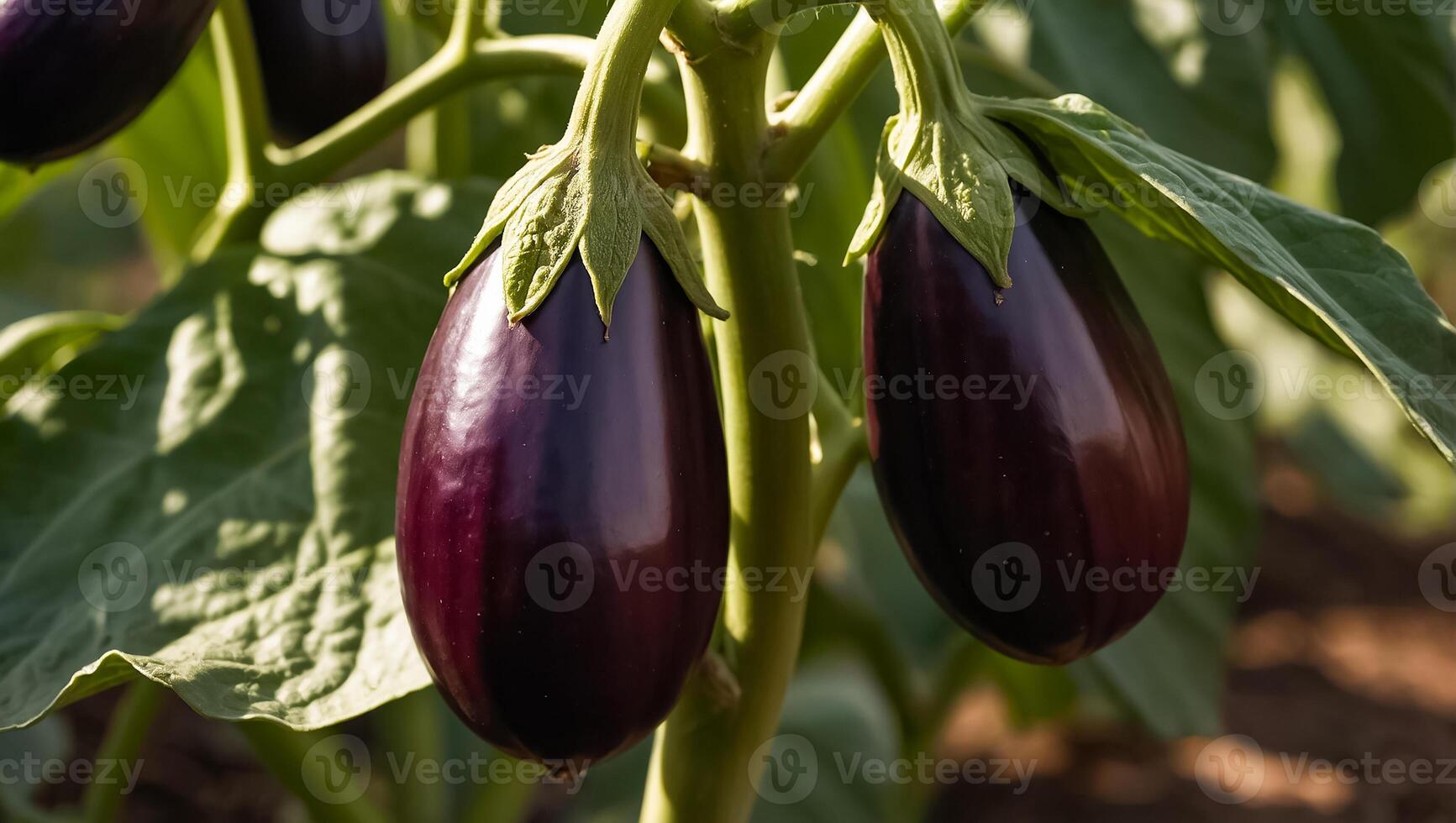 ai généré mûr aubergine le jardin en plein air photo