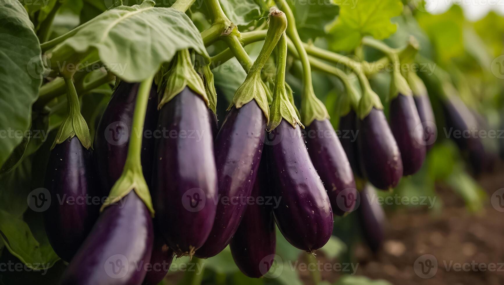 ai généré mûr aubergine le jardin en plein air photo