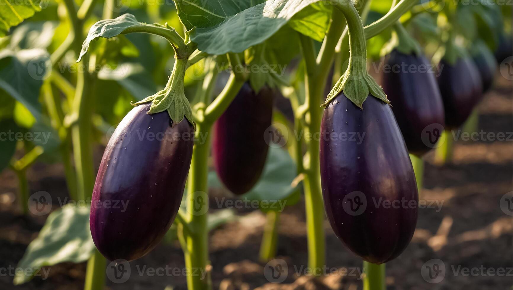 ai généré mûr aubergine le jardin en plein air photo