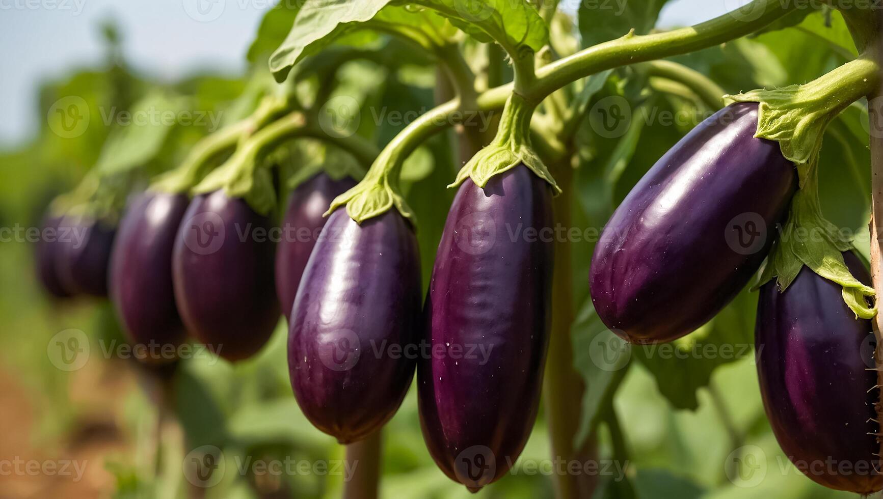 ai généré mûr aubergine le jardin en plein air photo