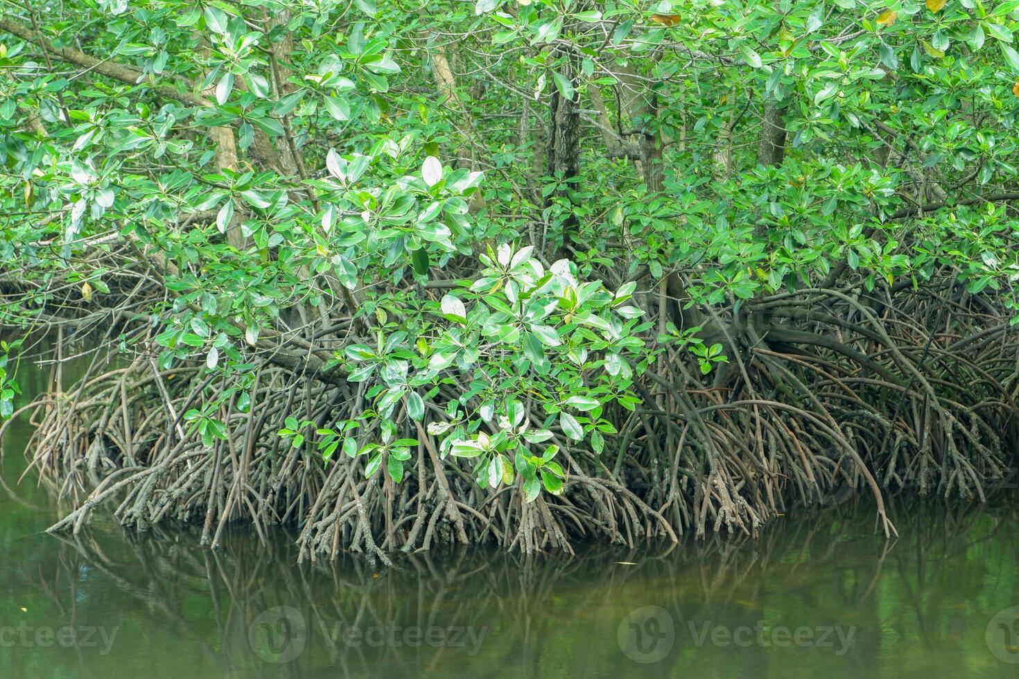mangrove arbre les racines cette grandir au dessus mer l'eau. mangroves une fonction comme les plantes cette sont capable à résister mer l'eau courants cette éroder côtier terre photo