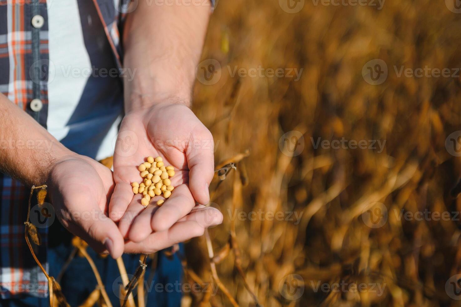 une blanc Les agriculteurs mains montrant certains Jaune soja et marron gousses. séché céréales, soja haricot cultivation prêt à être récolté dans le Sud de Brésil. photo