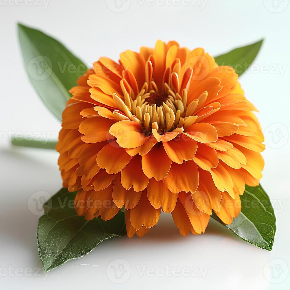 ai généré souci fleur isolé sur blanc ombre avec Contexte. souci fleur Haut voir. Orange souci fleur plat poser. Orange fleur isolé photo