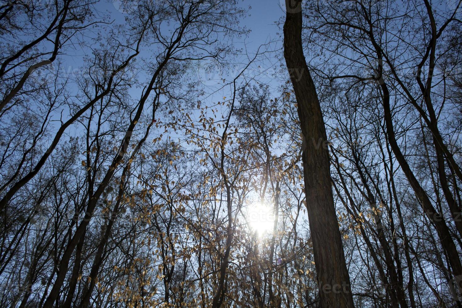 hiver forêt paysage. ensoleillé temps. photo