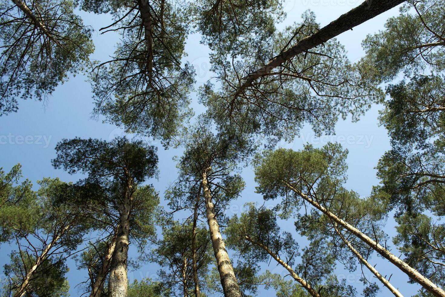 vieux haute pin des arbres contre le bleu ciel photo