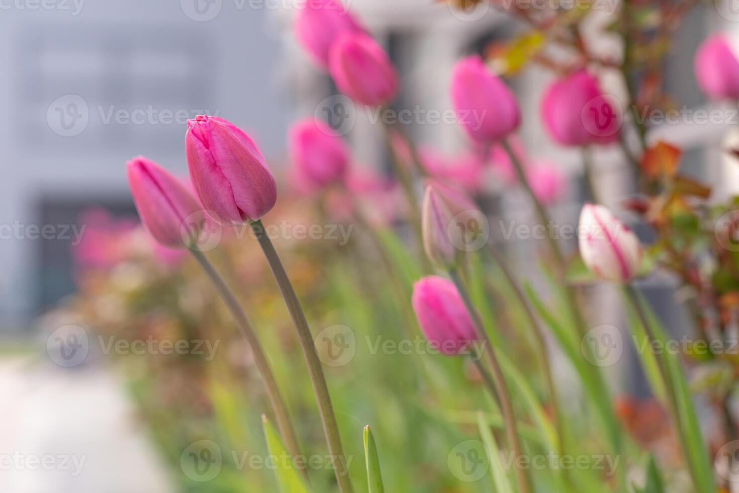 rose tulipes dans une fleur lit. le tulipe bourgeon se balance dans le vent. jardin. magnifique Facile printemps fleurs. floral Contexte. à grandir les plantes. jardinage. photo