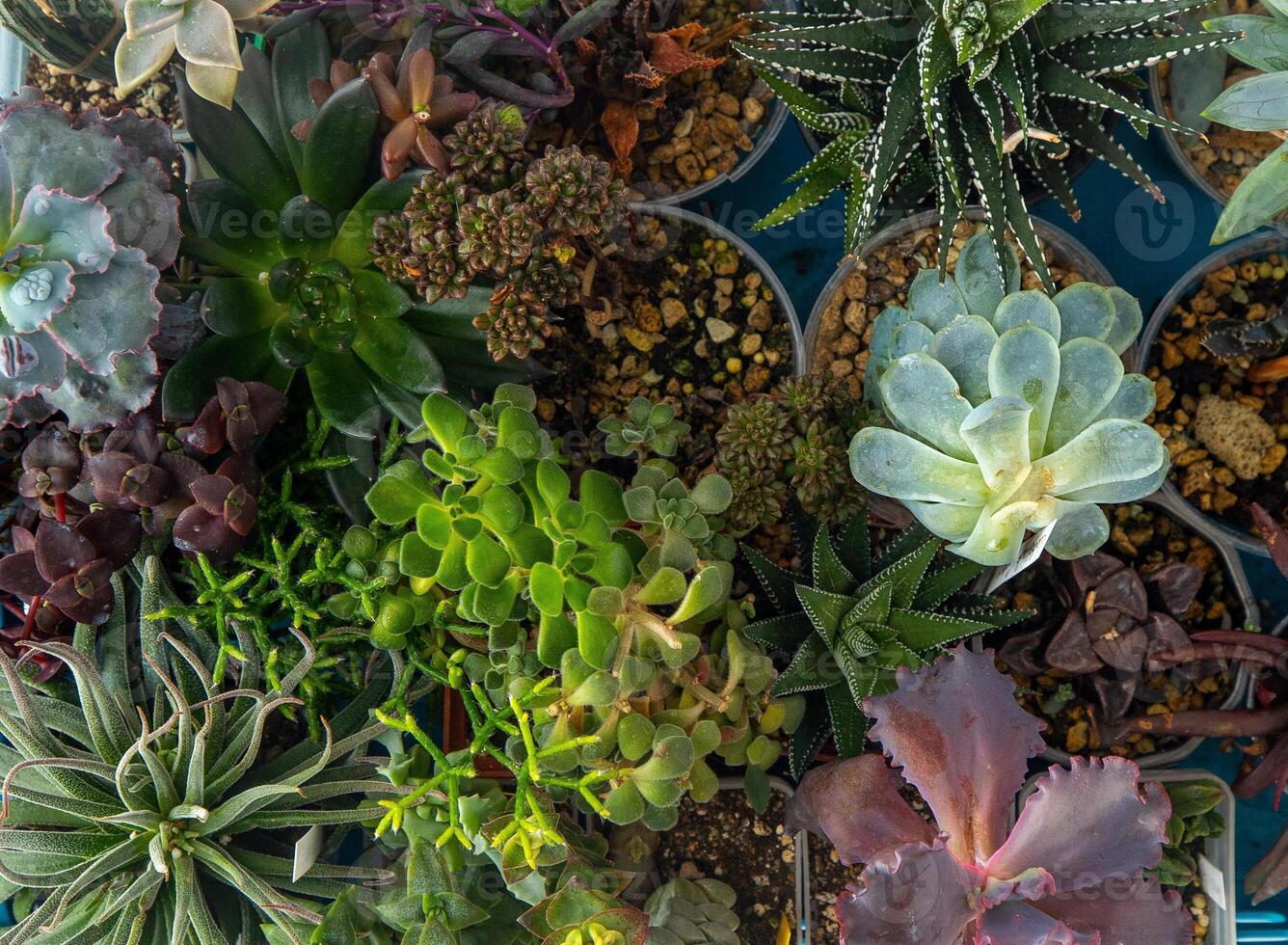 une ensemble de différent plantes succulentes haworthia et aloès, crassula et sedum, écheveria, crassula et kalanchoé. grandir une Accueil fleur. floriculture. cactus Accueil vert succulent. fleurs Contexte. photo