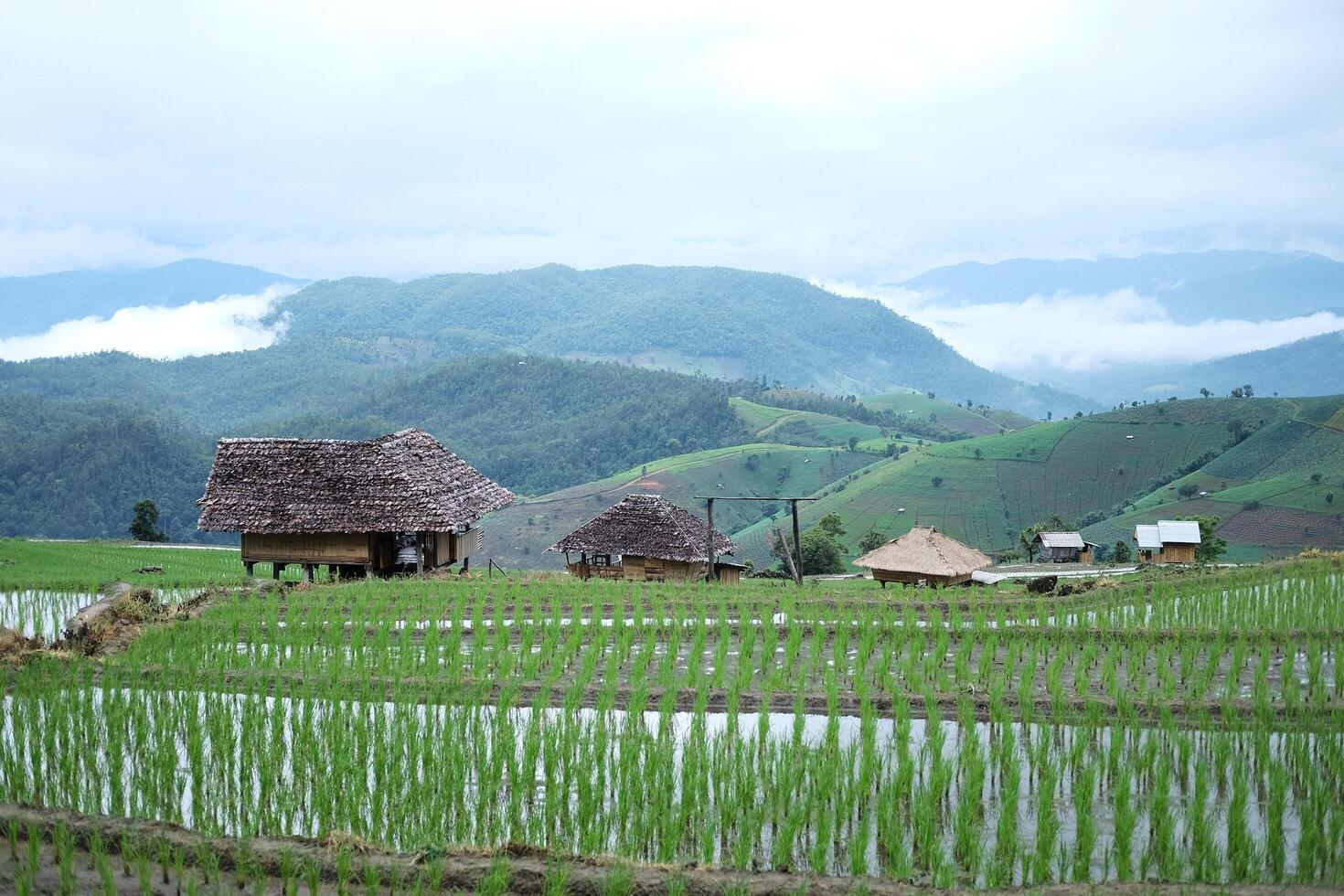 paysage de pays maison et local cabane dans le milieu en terrasse nouvellement planté paddy riz des champs sur Montagne avec brumeux dans tropical pluvieux saison dans Thaïlande photo