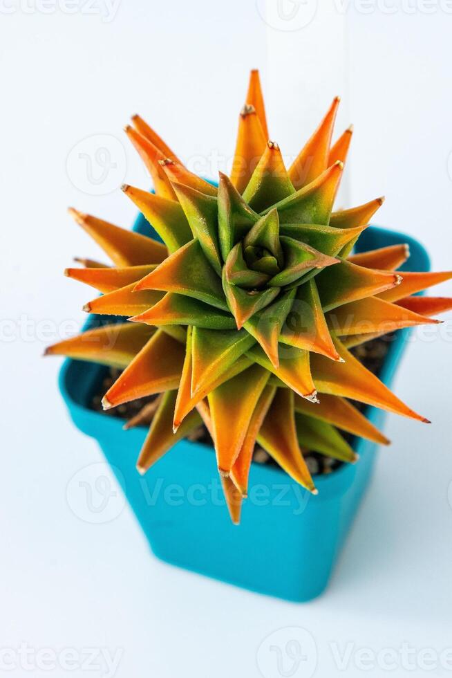 haworthia tortuosa viscose plante succulent dans pot. vert peu fleur sur blanc Contexte. photo