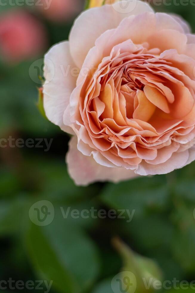 épanouissement Rose bourgeon. été fleur fermer. floral Contexte. la nature dans le parterre de fleurs. jardinage. Rose pétales dans le jardin. photo