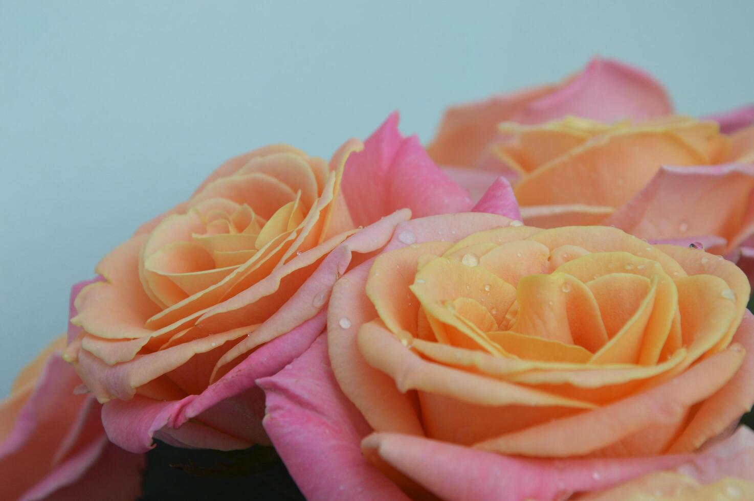 délicat bouquet de des roses. corail gros magnifique des roses, romantique bouquet sur une blanc Contexte. floral, naturel, délicat Contexte. le concept de une vacances, mariage. photo