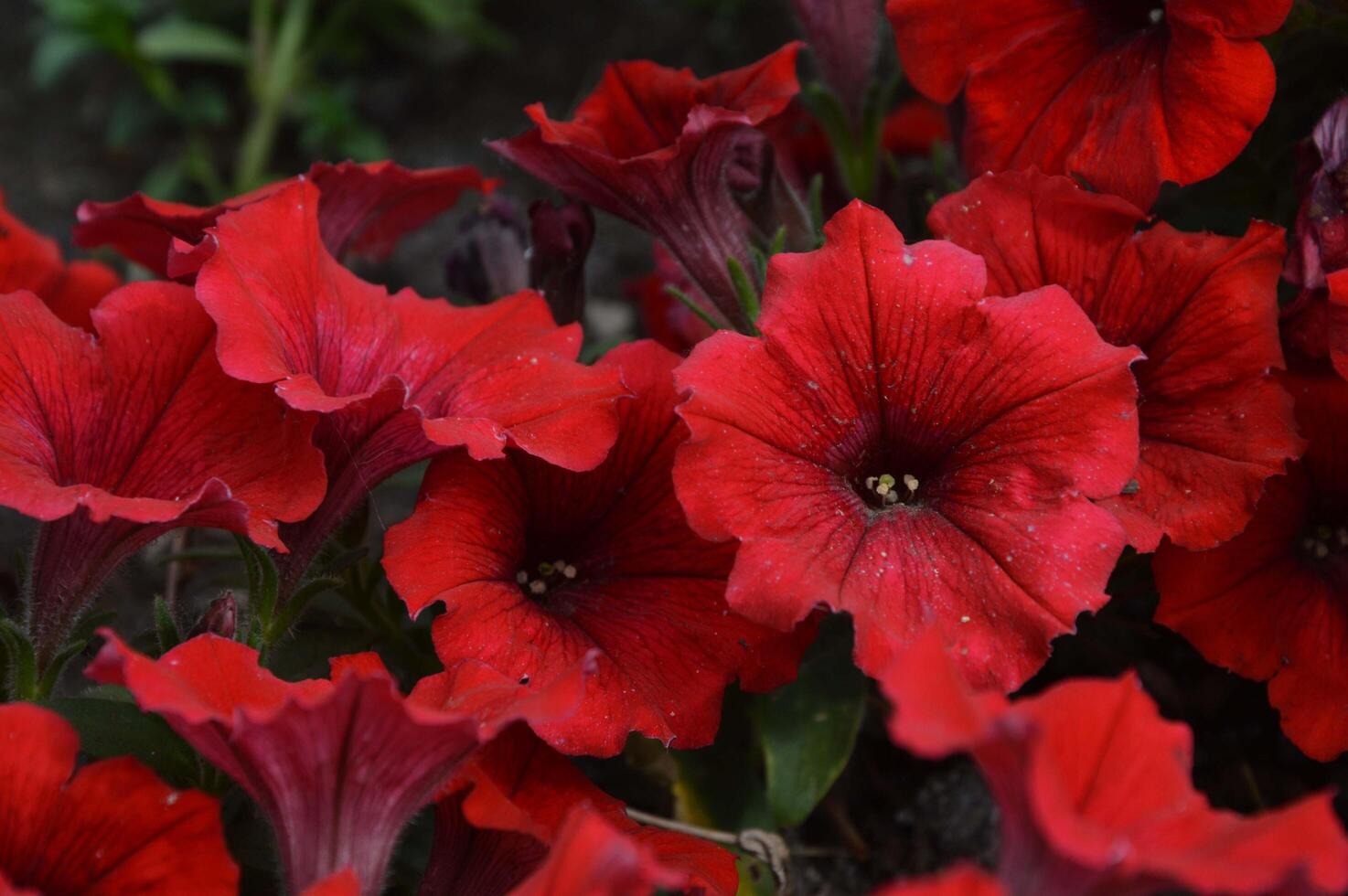 rouge pétunia fleurs Floraison dans été. brillant magnifique floral Contexte. photo