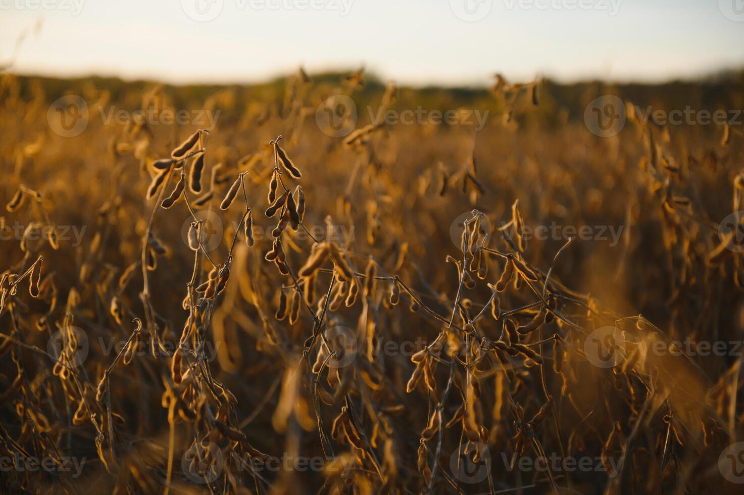 soja dosettes sur le plantation à le coucher du soleil. agricole la photographie. photo