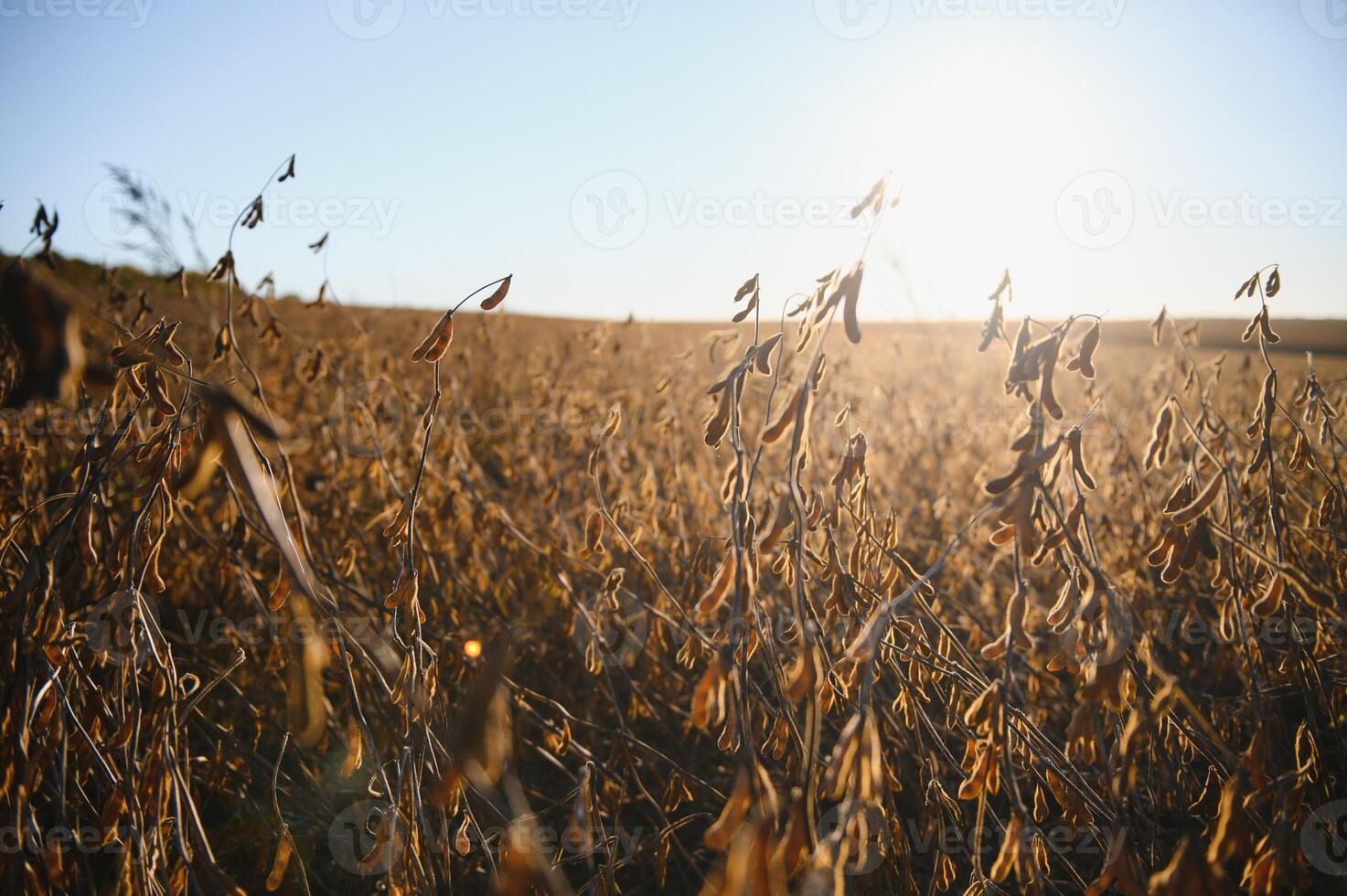 mûr soja fermer, prêt pour récolte, peu profond se concentrer, agricole Contexte photo