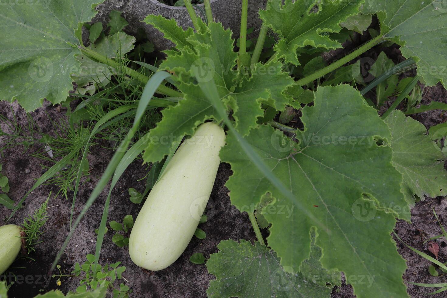 Zucchini croissance dans le jardin. photo