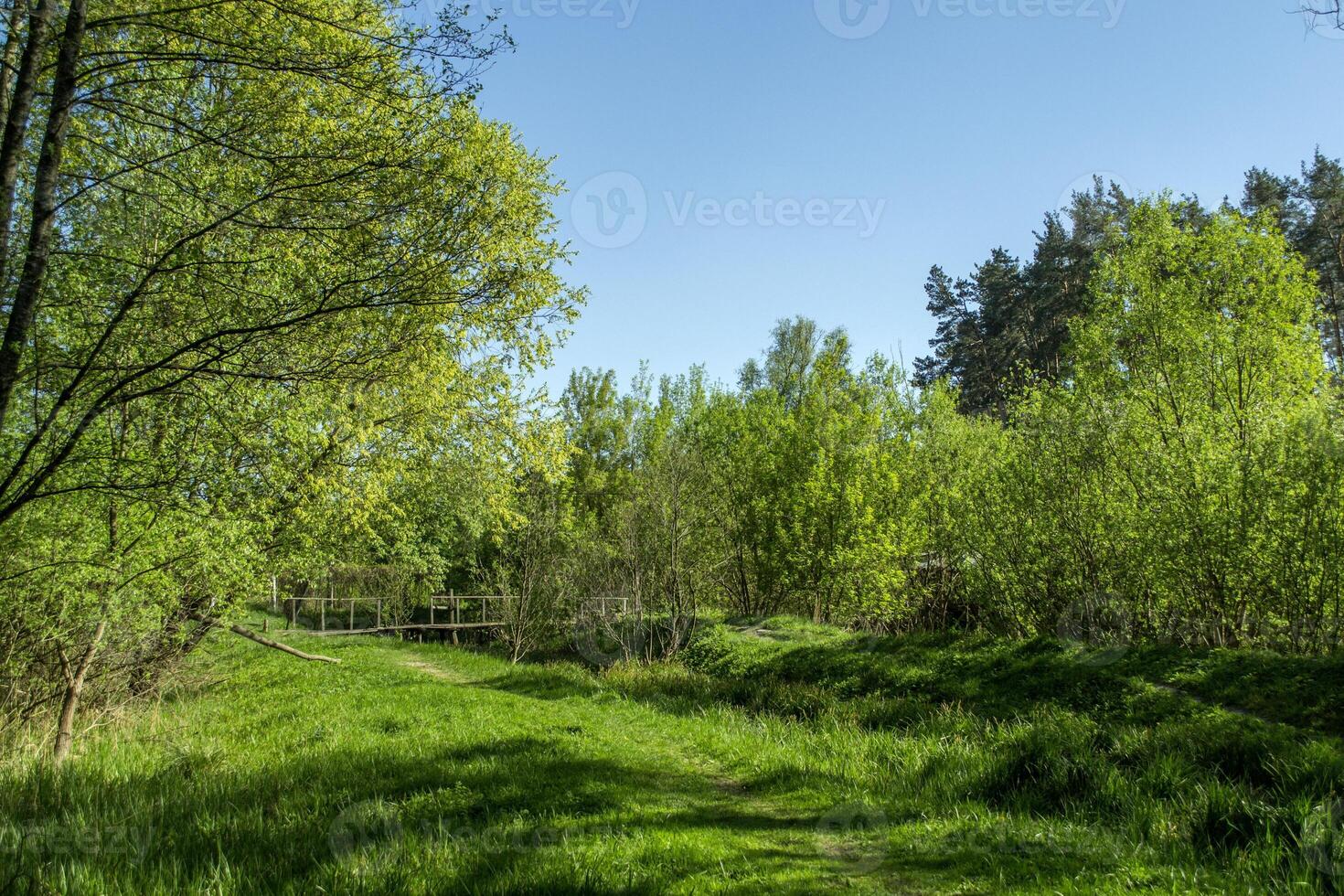 été forêt paysage. vert clairière. photo