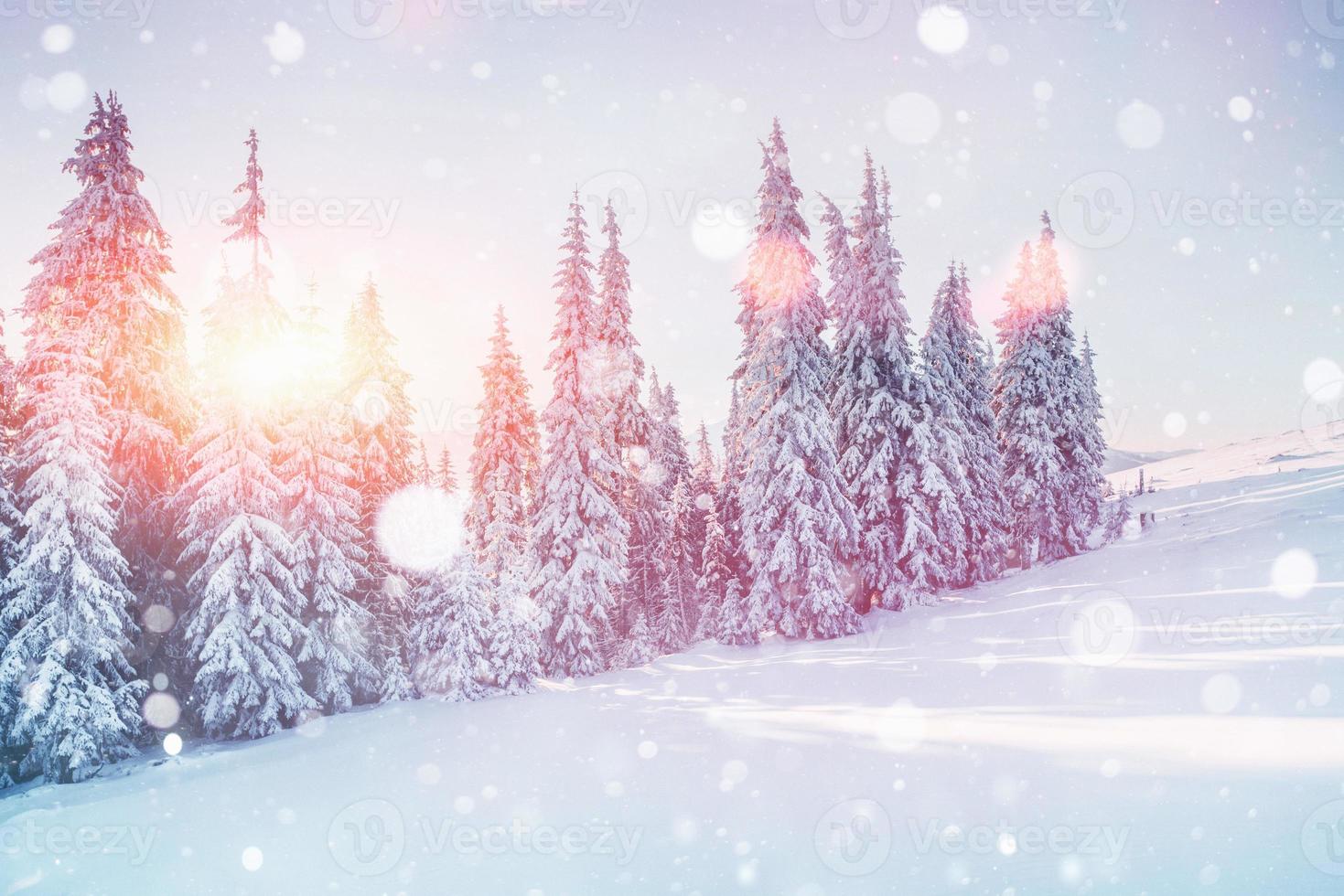 paysages d'hiver. endroit magnifique avec des arbres dans les montagnes carphathiennes photo