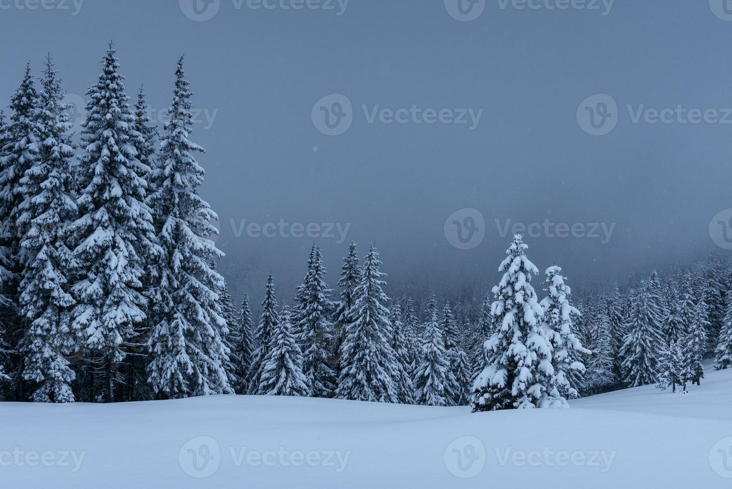 paysage d'hiver majestueux, forêt de pins avec des arbres couverts de neige. une scène dramatique avec des nuages noirs bas, un calme avant la tempête photo