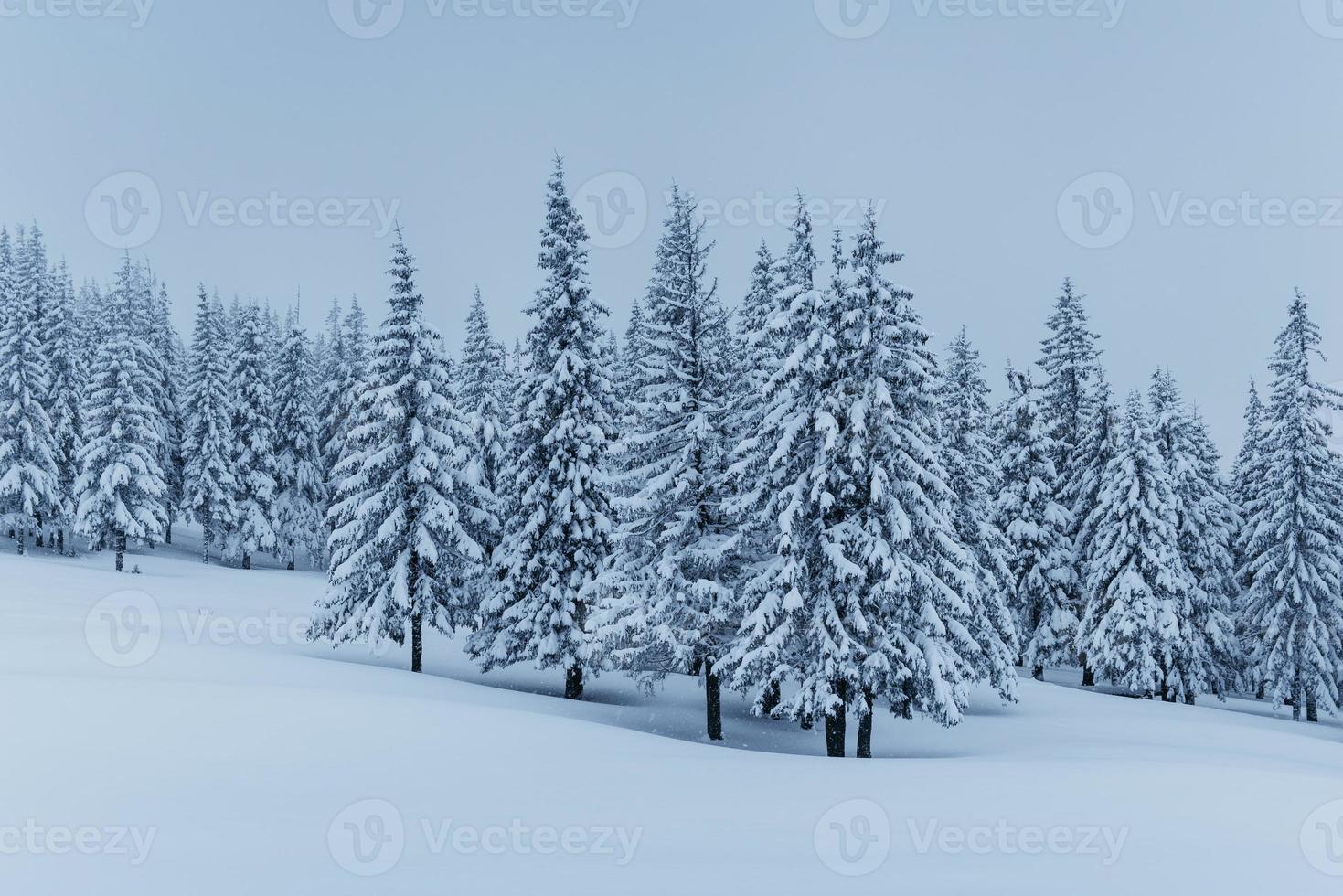 une scène d'hiver calme. des sapins recouverts de neige se dressent dans un brouillard. beaux paysages en lisière de forêt. bonne année photo