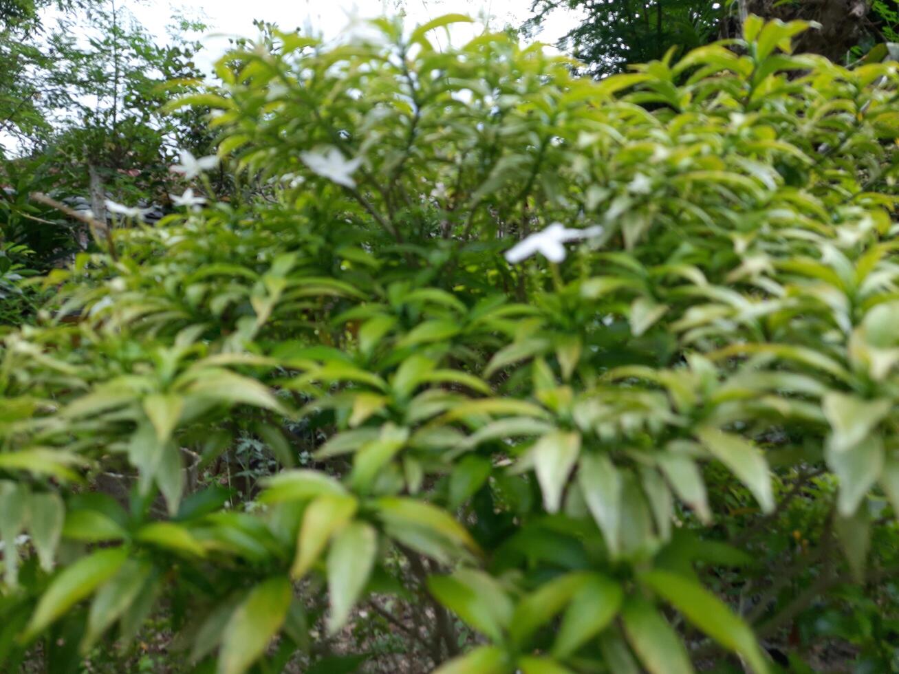 tropical arbre avec blanc fleurs et vert feuilles dans le jardin photo