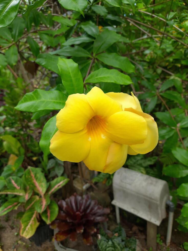 Jaune allamanda fleur dans le jardin. photo