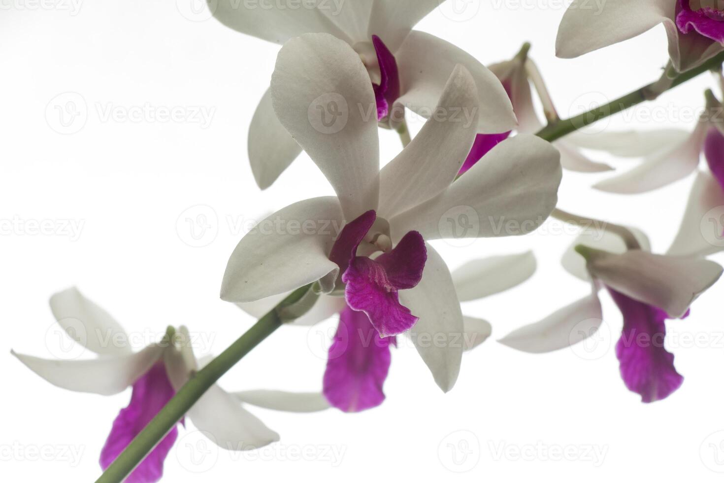 dendrobium banane, orchidée fleur, ornemental usine, isolé sur blanc photo
