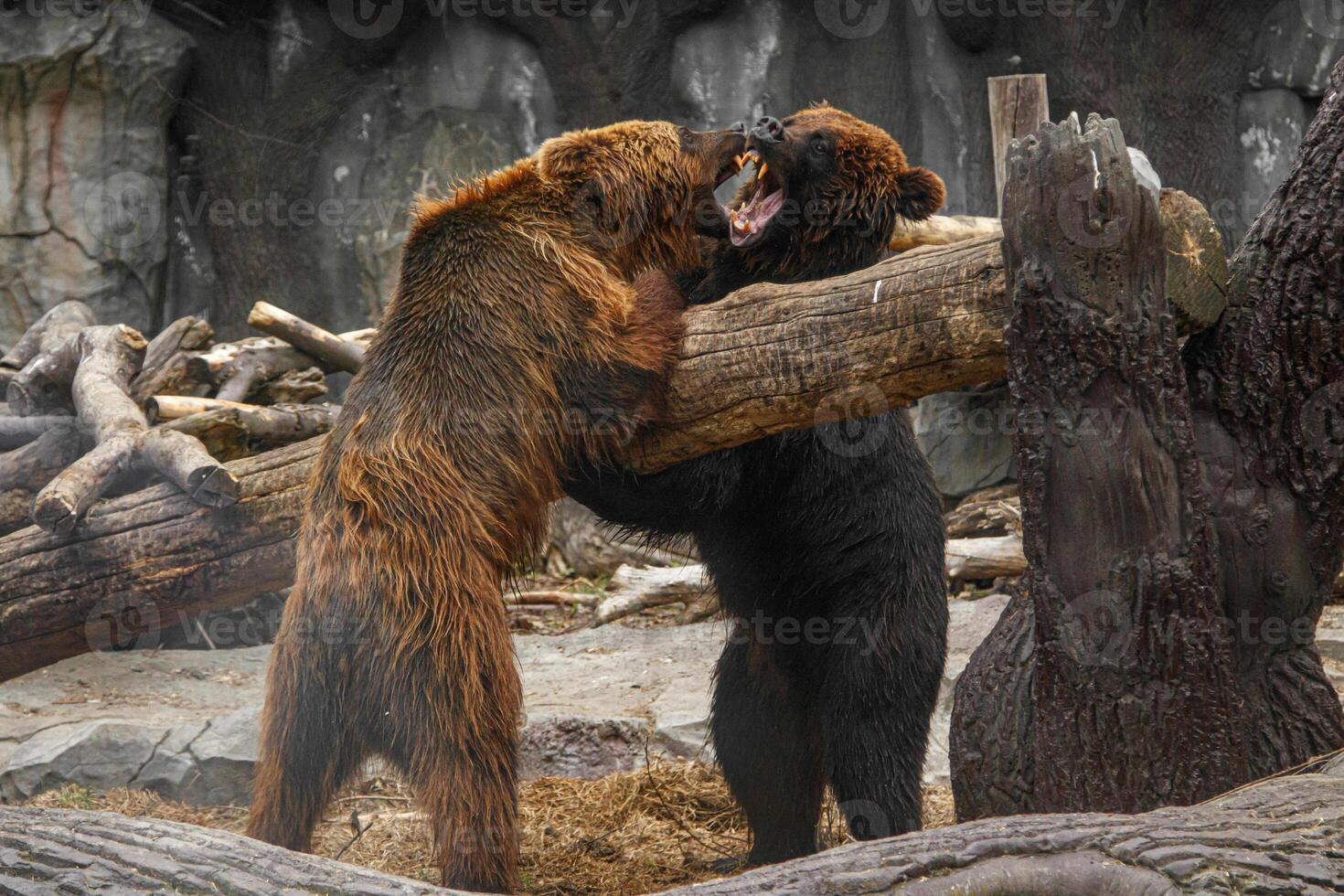 deux marron ours en jouant avec chaque autre photo