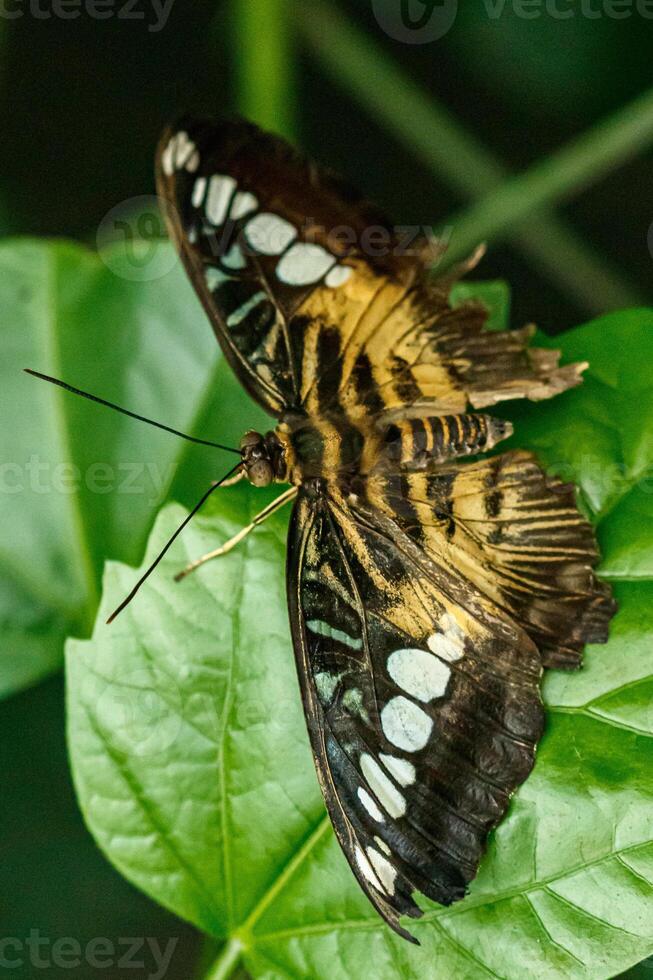 macro magnifique papillon parthénos Sylvia photo