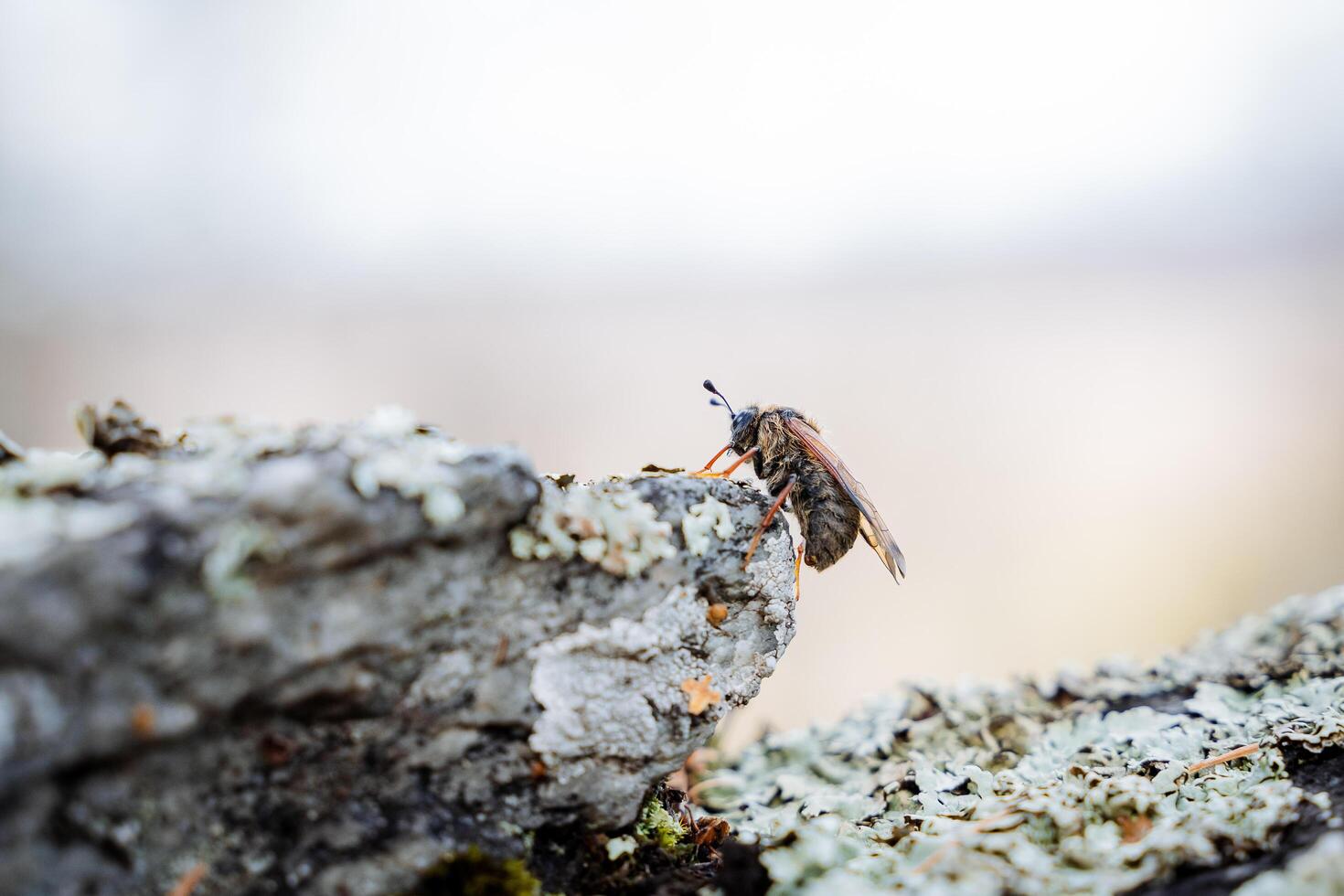 abeille côté voir, petit jambes, moustaches collage en haut, une mouche séance sur une calcul, une taon volé en dehors à chasse, une forêt insecte fermer. photo