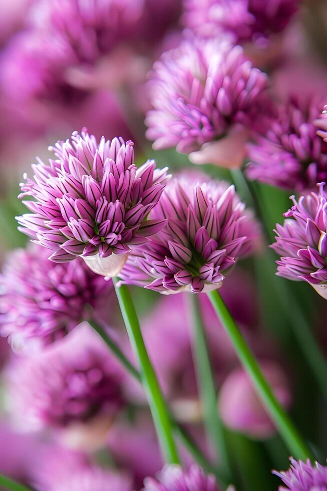 ai généré violet élégance macro coups de ciboulette fleurs photo