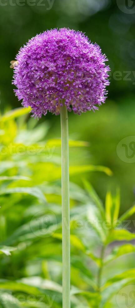 géant oignon, allium giganteum photo