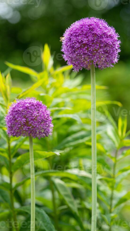 géant oignon, allium giganteum photo