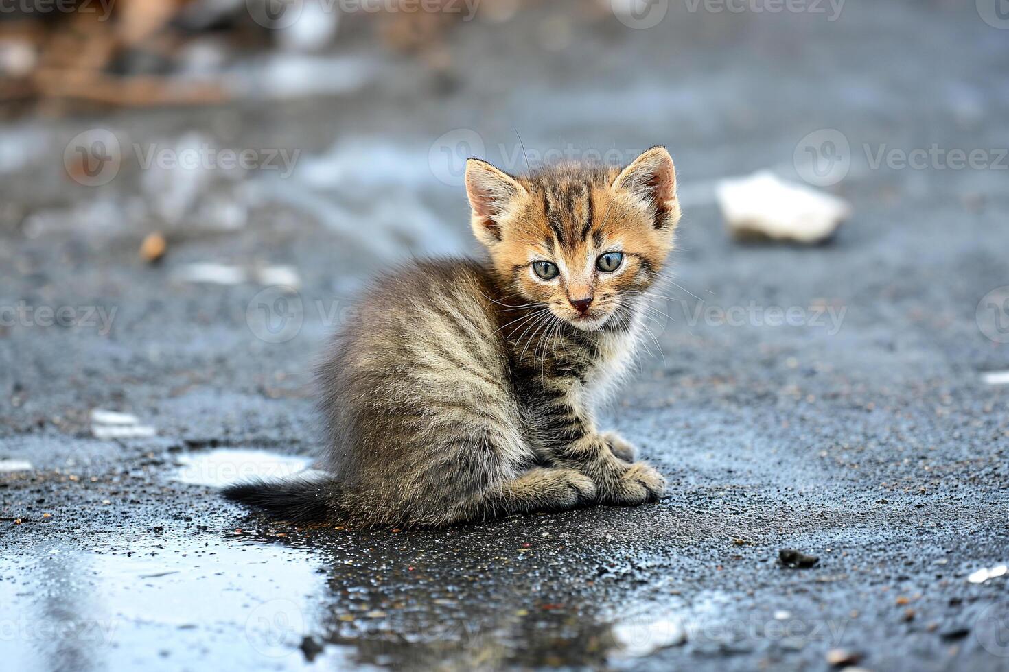 ai généré petit sale gelé chaton sur le rue photo