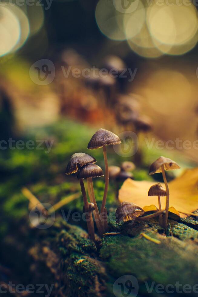 petit champignons dans lumière du soleil dans Profond forêt photo