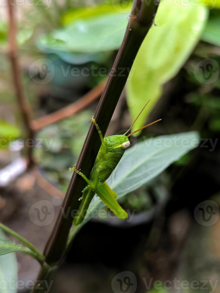 une vert sauterelle a atterri sur une plante tige photo