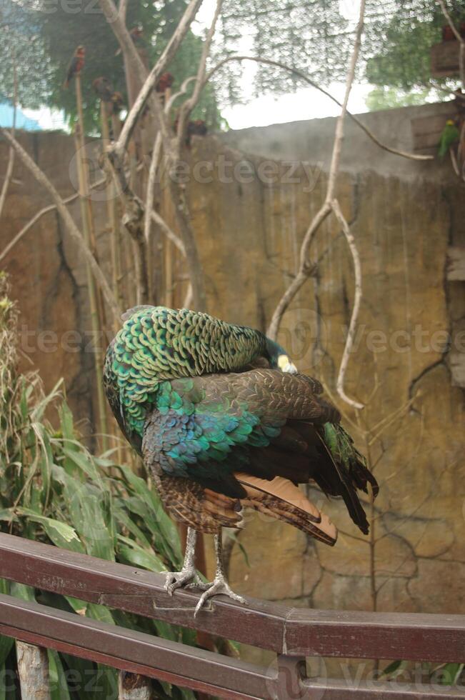 le vert paon ou indonésien paon ou Pavo mutique est une paon espèce originaire de à le tropical les forêts de sud-est Asie et Indochine. photo