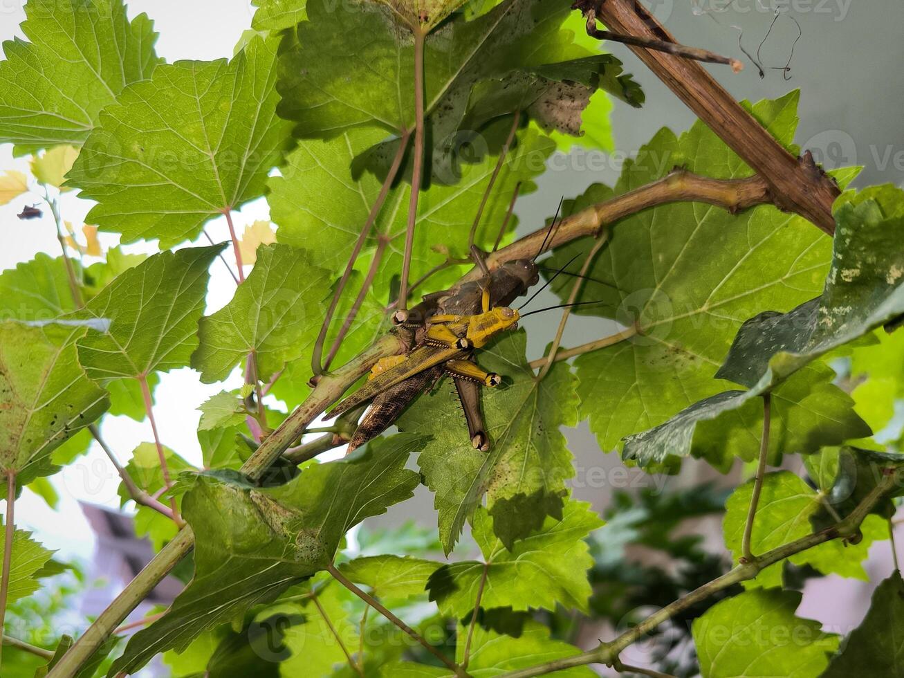 arbre sauterelles sont accouplement sur une vigne photo