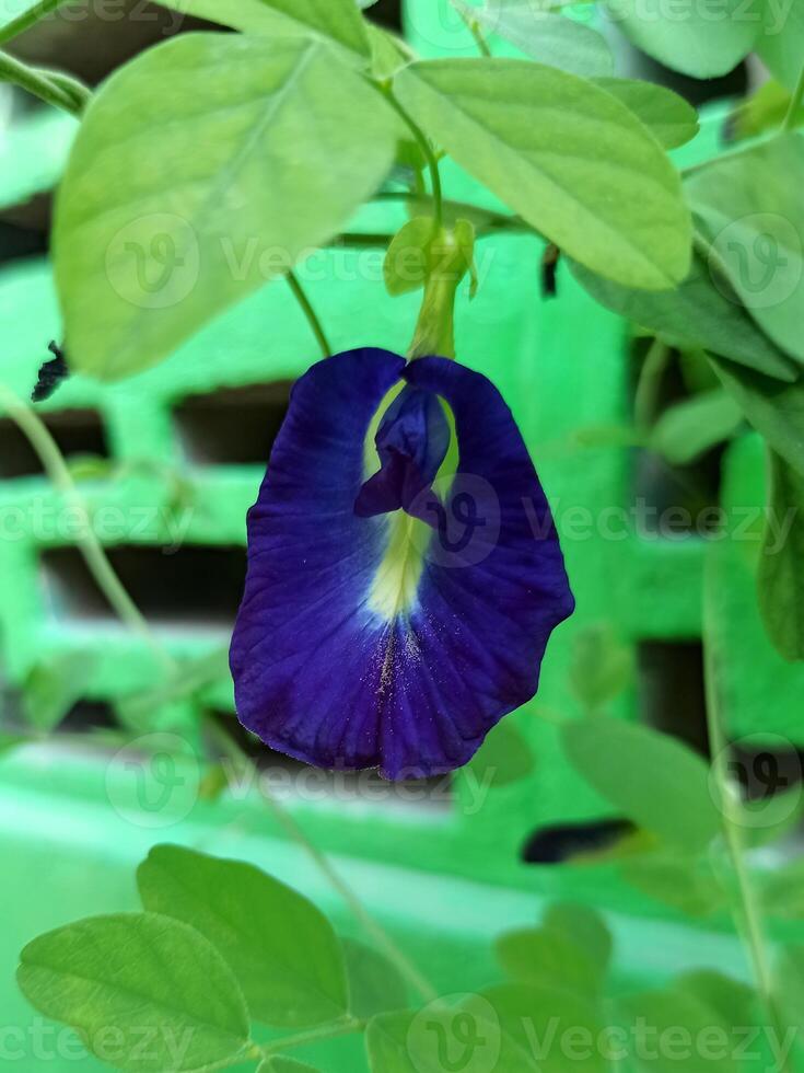 le papillon pois fleur - clitoris ternatea - est foncé violacé bleu et pouvez être fabriqué dans une en bonne santé boisson photo