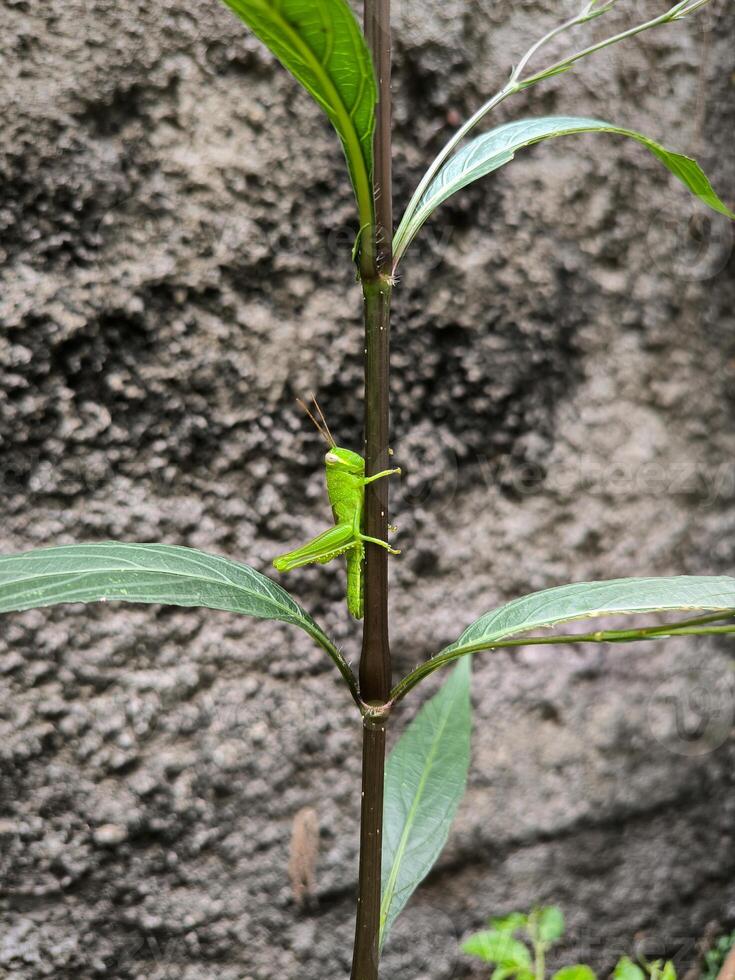 une vert sauterelle a atterri sur une plante tige photo