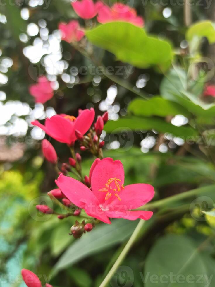peregrina fleurs ou jatropha nombre entier sont une type de arbuste cette est largement utilisé comme un ornemental plante. photo