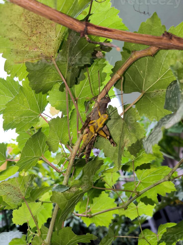 arbre sauterelles sont accouplement sur une vigne photo